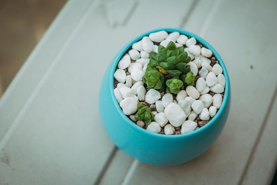 Succulent in a blue pot topped with white pebbles, an easy way to bury a crystal without a garden